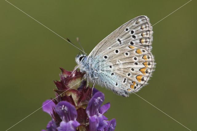 Common Blue (Polyommatus icarus)