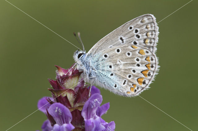 Common Blue (Polyommatus icarus)