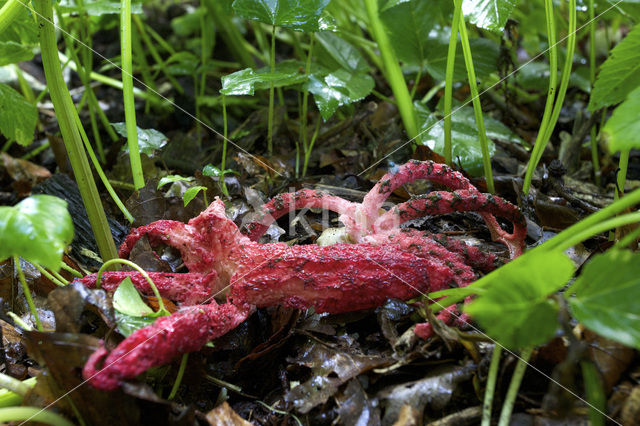 Inktviszwam (Clathrus archeri)