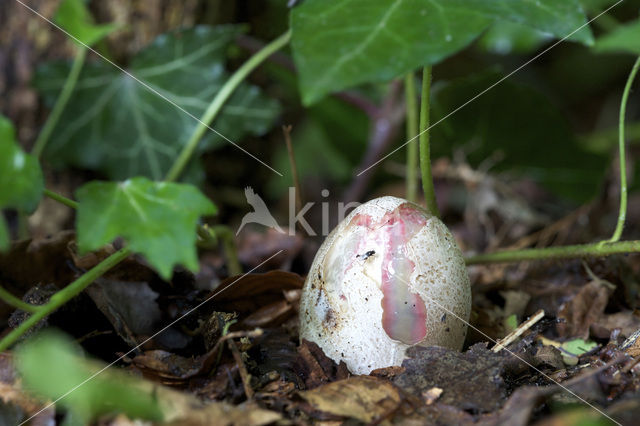 Inktviszwam (Clathrus archeri)