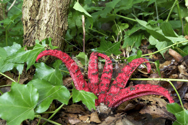 Inktviszwam (Clathrus archeri)