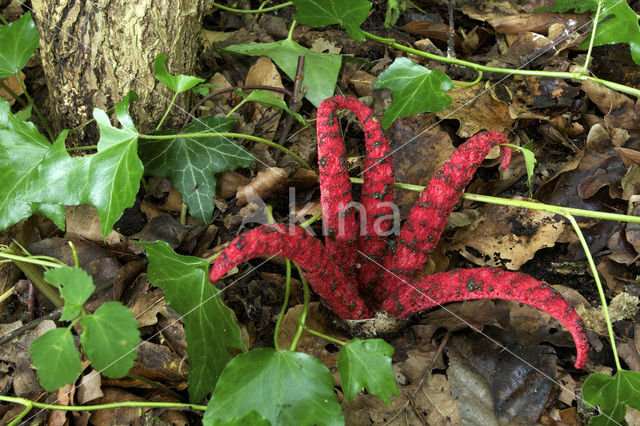 Inktviszwam (Clathrus archeri)