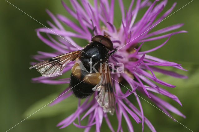 White-banded Drone Fly (Volucella pellucens)