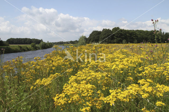 Jacobskruiskruid (Jacobaea vulgaris)