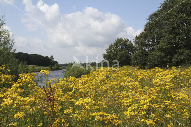 Jacobskruiskruid (Jacobaea vulgaris)