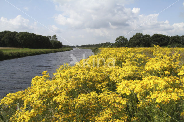 Jacobskruiskruid (Jacobaea vulgaris)