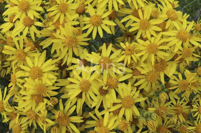 Common Ragwort (Jacobaea vulgaris)