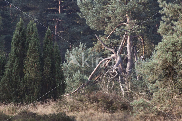 Jeneverbes (Juniperus communis)