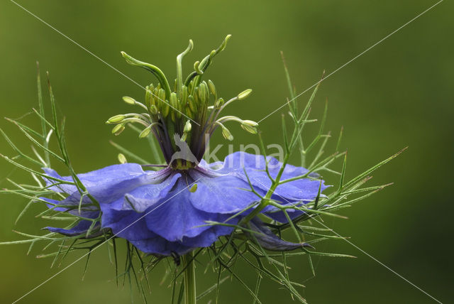 Juffertje-in-’t-groen (Nigella damascena)