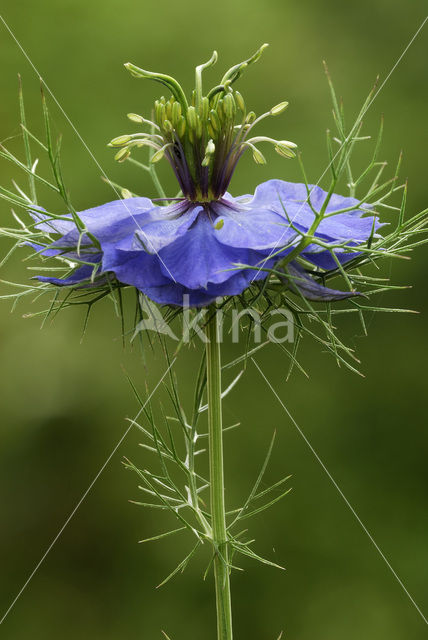 Juffertje-in-’t-groen (Nigella damascena)