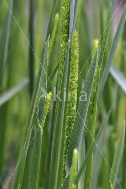 Purple-stem cats-tail (Phleum phleoides)