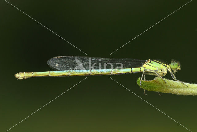 Damselfly (Erythromma lindenii)