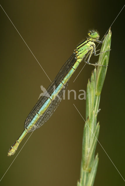 Damselfly (Erythromma lindenii)