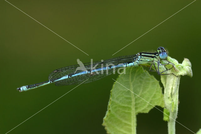 Damselfly (Erythromma lindenii)