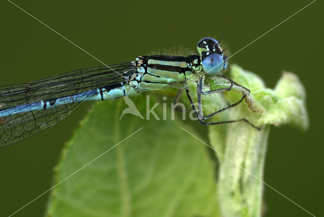Damselfly (Erythromma lindenii)