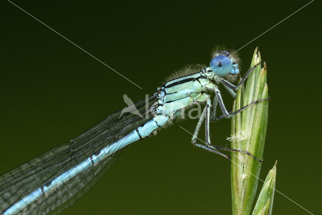 Damselfly (Erythromma lindenii)