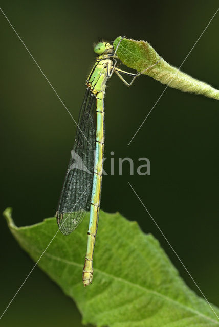 Damselfly (Erythromma lindenii)