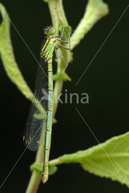 Damselfly (Erythromma lindenii)