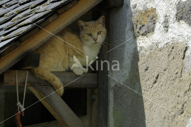 Cat (Felis domesticus