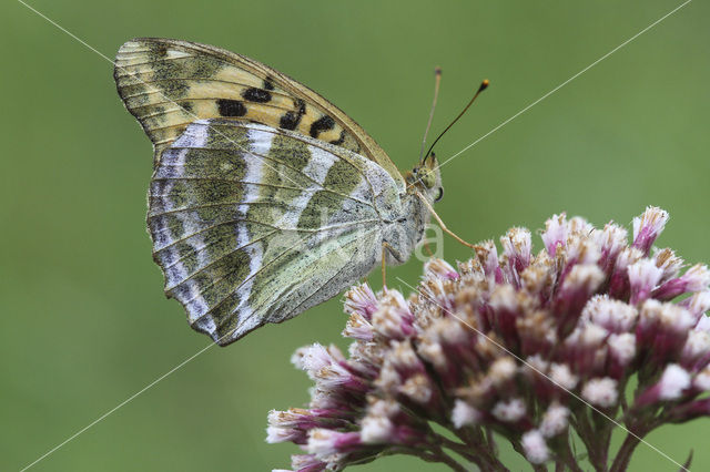 Silver-washed Fritillary (Argynnis paphia)