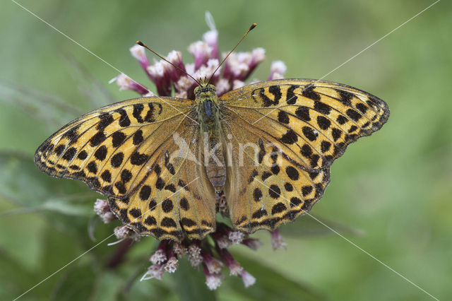 Keizersmantel (Argynnis paphia)