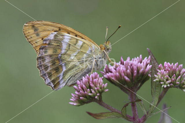 Keizersmantel (Argynnis paphia)