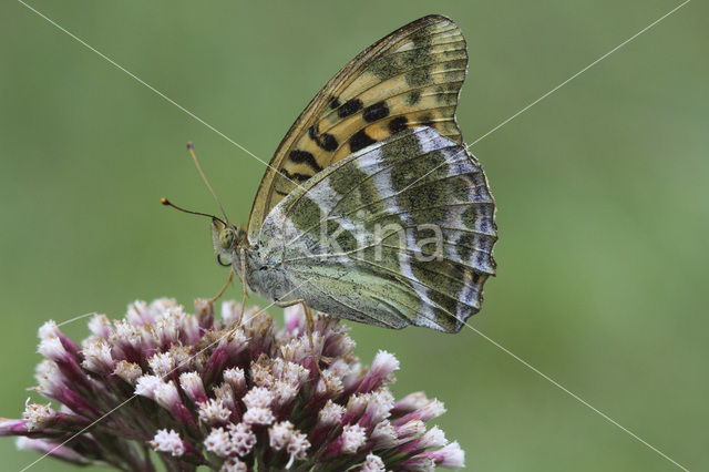 Keizersmantel (Argynnis paphia)