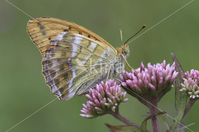 Silver-washed Fritillary (Argynnis paphia)