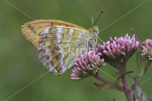 Keizersmantel (Argynnis paphia)