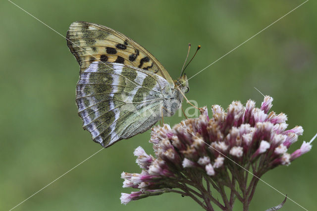 Keizersmantel (Argynnis paphia)