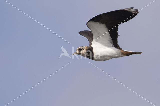 Lapwing (Vanellus vanellus)