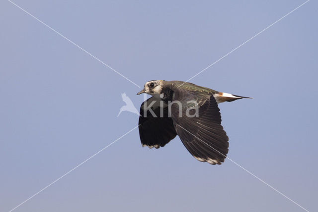 Lapwing (Vanellus vanellus)