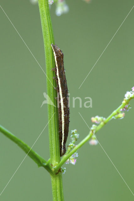 Klaverspanner (Chiasmia clathrata)