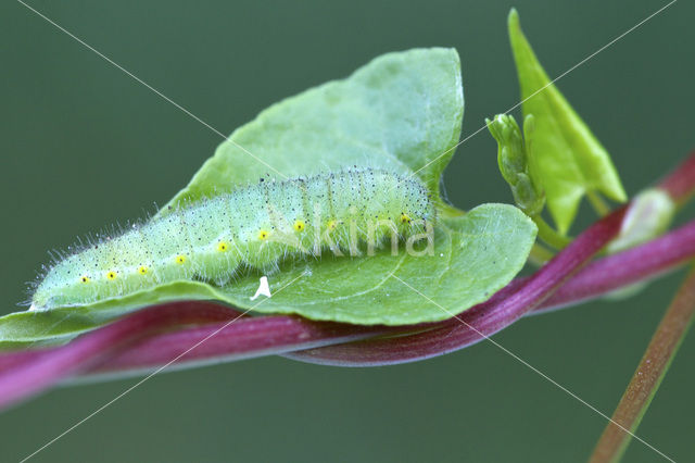 Klein geaderd witje (Pieris napi)