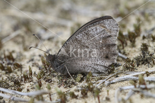 Kleine heivlinder (Hipparchia statilinus)