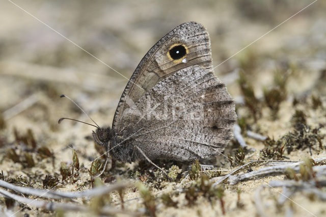 Kleine heivlinder (Hipparchia statilinus)