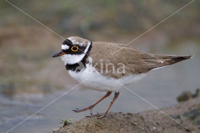 Kleine Plevier (Charadrius dubius)