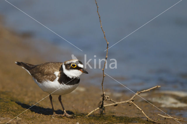 Kleine Plevier (Charadrius dubius)