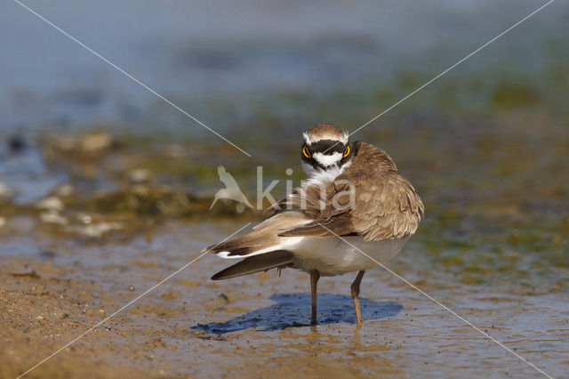 Kleine Plevier (Charadrius dubius)