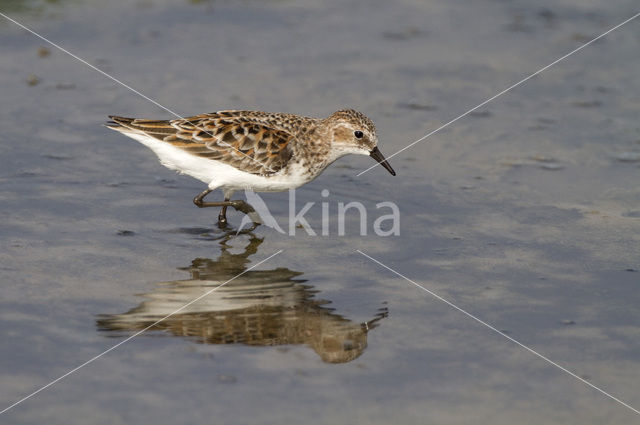 Kleine Strandloper (Calidris minuta)