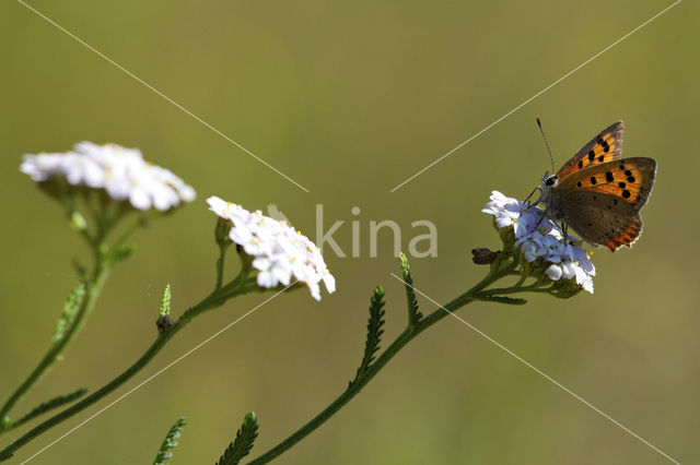 Small Copper (Lycaena phlaeas)