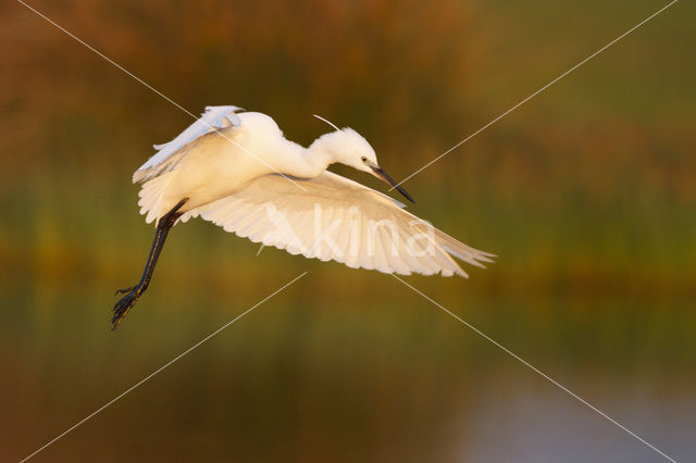 Little Egret (Egretta garzetta)