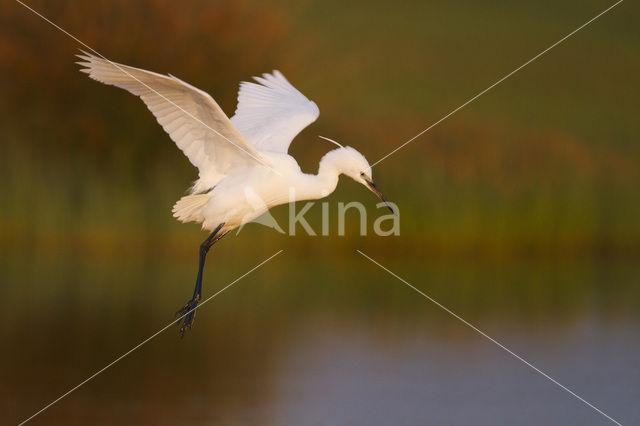 Kleine Zilverreiger (Egretta garzetta)