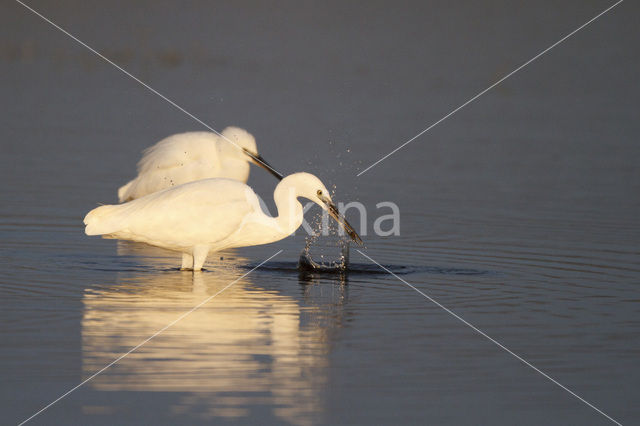 Kleine Zilverreiger (Egretta garzetta)