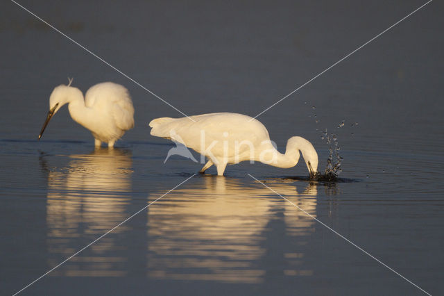 Kleine Zilverreiger (Egretta garzetta)