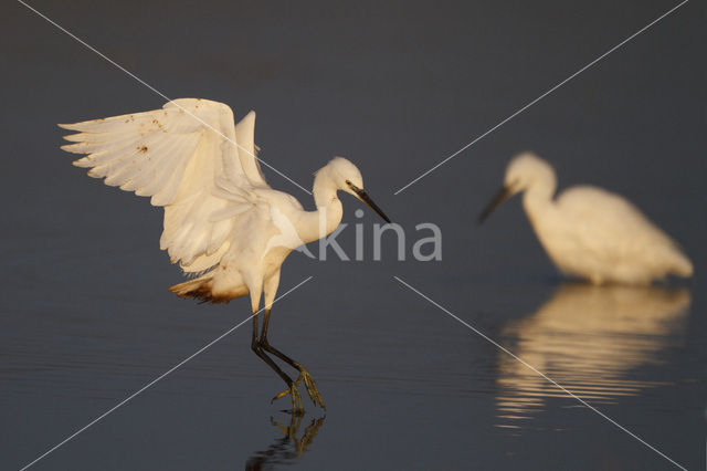 Kleine Zilverreiger (Egretta garzetta)