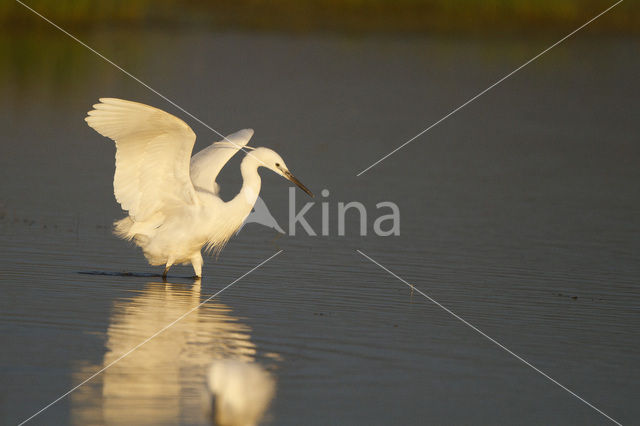 Little Egret (Egretta garzetta)