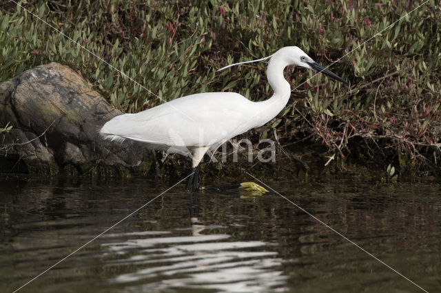 Kleine Zilverreiger (Egretta garzetta)