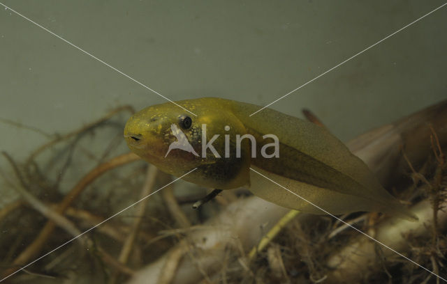 Common Spadefoot Toad (Pelobates fuscus)