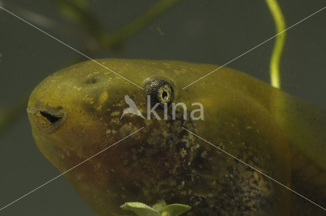 Common Spadefoot Toad (Pelobates fuscus)